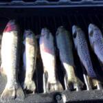 Willow Springs Fishing Report Today 🎣