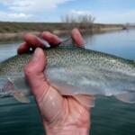 Douglas Lake (Douglas Reservoir), Tennessee Fishing Report Today 🎣