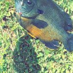 Eagle Creek Fishing Report Today 🎣