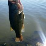 Lower Horseshoe Lake Fishing Report Today 🎣