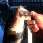 Morse Reservoir Fishing Report Today 🎣