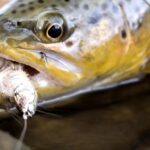 Ogden River Fishing Report Today 🎣