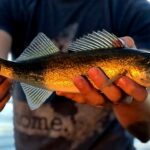 Standley Lake Fishing Report Today 🎣
