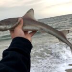 Wildwood, NJ Fishing Report Today π£