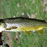 Yamcolo Reservoir Fishing Report Today 🎣