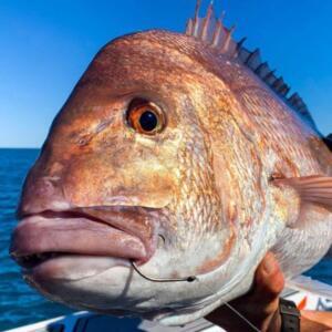 How To Catch Snapper: Complete Guide To Techniques, Gear, And Locations ...