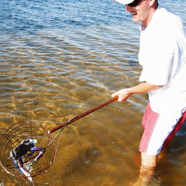 cath blue swimmer crab