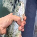 Crystal Creek Reservoir Fishing Report Today π£