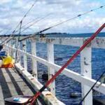 St Leonards Pier, Victoria Fishing Report Today 🎣