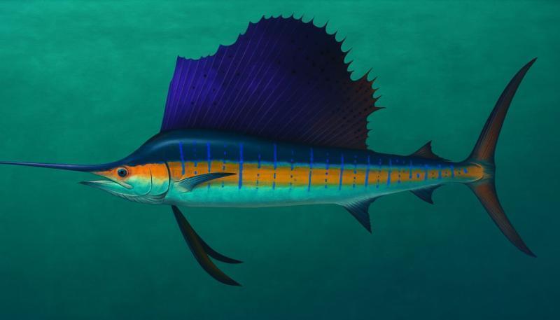 How to Catch Sailfish: Complete Guide to Techniques, Gear, and Locations