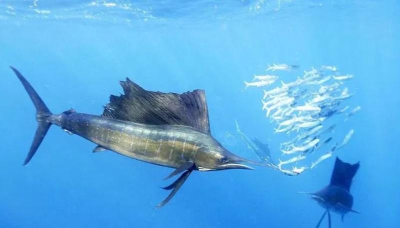 How to Catch Sailfish: Complete Guide to Techniques, Gear, and Locations