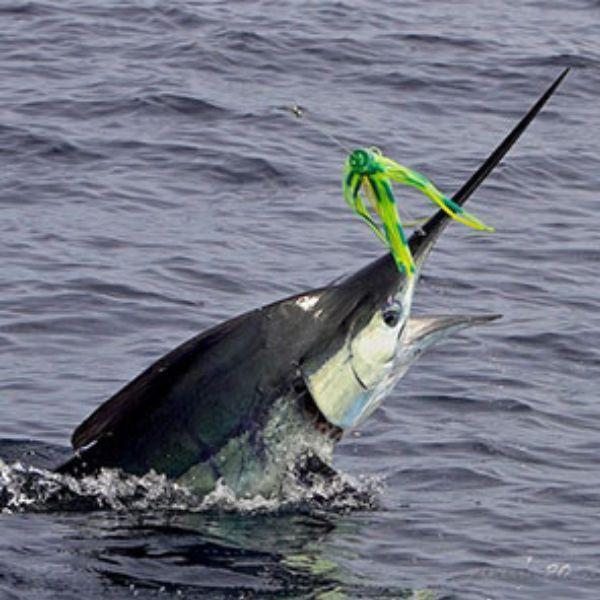 How to Catch Sailfish: Complete Guide to Techniques, Gear, and Locations